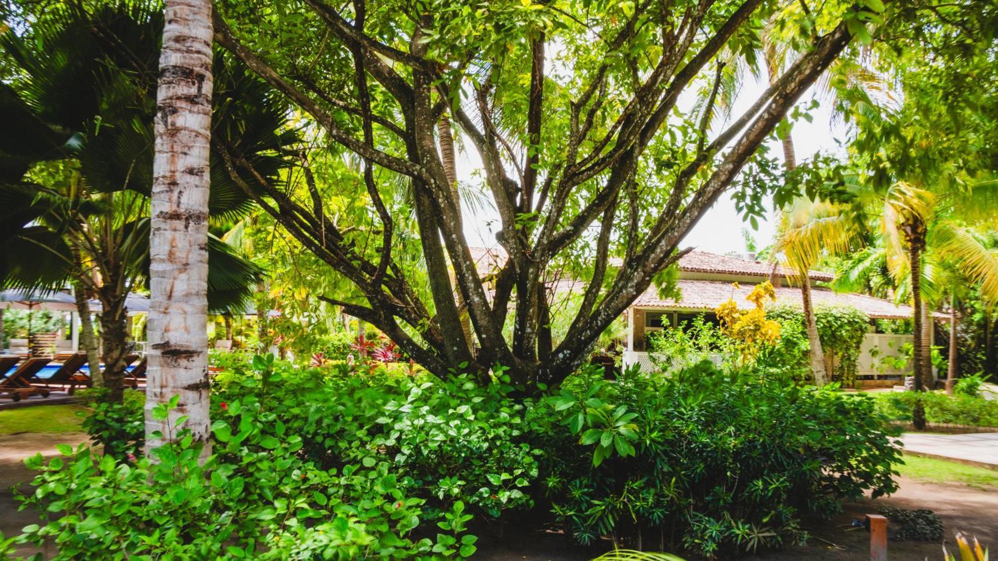 Casa Acayu Ξενοδοχείο São Miguel dos Milagres Εξωτερικό φωτογραφία